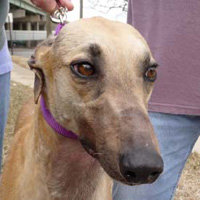 h756_kyla head